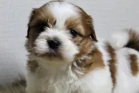Niko, a male Shih Tzu for sale in Baltimore, MD – 2 of 9