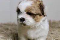 Cupcake, a female Shih Tzu for sale in Baltimore, MD – 4 of 8