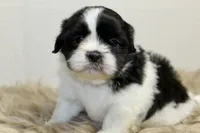 Panda, a male Shih Tzu for sale in Baltimore, MD – 5 of 7