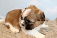 Jinx, a male Shih Tzu for sale in Baltimore, MD – Photo 9 of 9