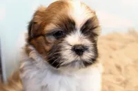 Jinx, a male Shih Tzu for sale in Baltimore, MD – Photo 4 of 9