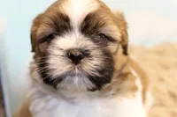 Jinx, a male Shih Tzu for sale in Baltimore, MD – Photo 5 of 9