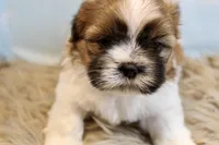 Jinx, a male Shih Tzu for sale in Baltimore, MD – Photo 1 of 9