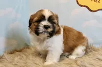 Jinx, a male Shih Tzu for sale in Baltimore, MD – Photo 2 of 9