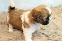 Jinx, a male Shih Tzu for sale in Baltimore, MD – Photo 8 of 9