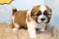 Jinx, a male Shih Tzu for sale in Baltimore, MD – Photo 6 of 9