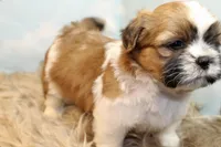 Jinx, a male Shih Tzu for sale in Baltimore, MD – Photo 3 of 9