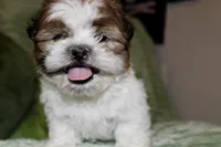 Lego, a male Shih Tzu for sale in Baltimore, MD – Photo 3 of 9