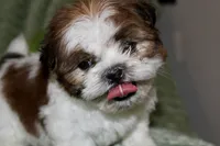 Lego, a male Shih Tzu for sale in Baltimore, MD – Photo 9 of 9