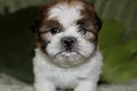 Lego, a male Shih Tzu for sale in Baltimore, MD – Photo 7 of 9