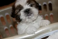 Lego, a male Shih Tzu for sale in Baltimore, MD – Photo 6 of 9