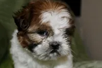 Lego, a male Shih Tzu for sale in Baltimore, MD – Photo 5 of 9