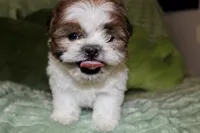 Lego, a male Shih Tzu for sale in Baltimore, MD – Photo 1 of 9