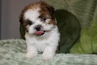 Lego, a male Shih Tzu for sale in Baltimore, MD – Photo 4 of 9