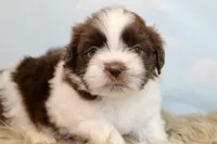 Marlo, a male Shih Tzu for sale in Baltimore, MD – Photo 7 of 10