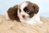 Marlo, a male Shih Tzu for sale in Baltimore, MD – Photo 4 of 10