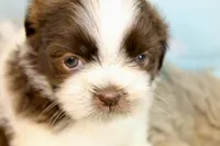 Marlo, a male Shih Tzu for sale in Baltimore, MD – Photo 1 of 10