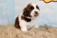 Marlo, a male Shih Tzu for sale in Baltimore, MD – Photo 6 of 10