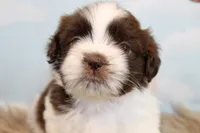 Marlo, a male Shih Tzu for sale in Baltimore, MD – Photo 2 of 10