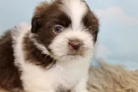 Marlo, a male Shih Tzu for sale in Baltimore, MD – Photo 3 of 10