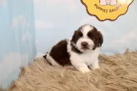 Marlo, a male Shih Tzu for sale in Baltimore, MD – Photo 9 of 10