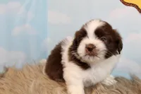 Marlo, a male Shih Tzu for sale in Baltimore, MD – Photo 8 of 10