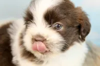 Marlo, a male Shih Tzu for sale in Baltimore, MD – Photo 10 of 10