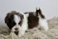 Nano, a male Shih Tzu for sale in Baltimore, MD – 3 of 9