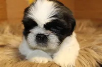 Sheba, a female Shih Tzu for sale in Baltimore, MD – Photo 4 of 8