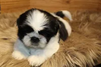 Sheba, a female Shih Tzu for sale in Baltimore, MD – Photo 7 of 8