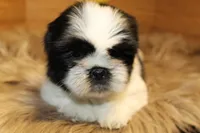 Sheba, a female Shih Tzu for sale in Baltimore, MD – Photo 3 of 8