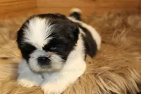 Sheba, a female Shih Tzu for sale in Baltimore, MD – Photo 5 of 8