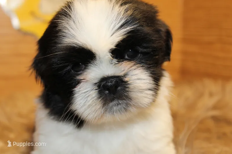 Sheba – Shih Tzu puppy for sale in Baltimore, MD