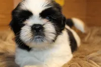 Sheba, a female Shih Tzu for sale in Baltimore, MD – Photo 2 of 8