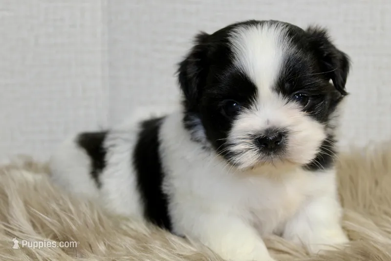 Dot – Shih Tzu puppy for sale in Baltimore, MD