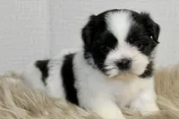 Dot, a female Shih Tzu for sale in Baltimore, MD – 3 of 8