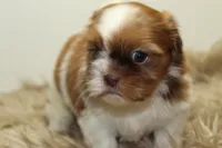 Lucy, a female Shih Tzu for sale in Baltimore, MD – 3 of 10