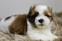 Cupcake, a female Shih Tzu for sale in Baltimore, MD – 8 of 8