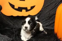 Ladybug, a female Shih Tzu for sale in Baltimore, MD – Photo 4 of 8