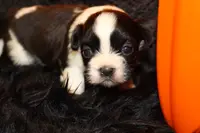 Ladybug, a female Shih Tzu for sale in Baltimore, MD – Photo 7 of 8