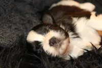 Ladybug, a female Shih Tzu for sale in Baltimore, MD – Photo 5 of 8