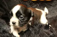 Ladybug, a female Shih Tzu for sale in Baltimore, MD – Photo 8 of 8