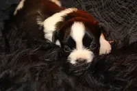 Ladybug, a female Shih Tzu for sale in Baltimore, MD – Photo 2 of 8