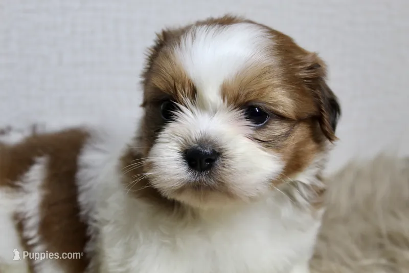 Niko – Shih Tzu puppy for sale in Baltimore, MD