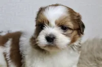 Niko, a male Shih Tzu for sale in Baltimore, MD – 1 of 9