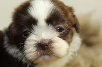 Nano, a male Shih Tzu for sale in Baltimore, MD – 6 of 9