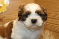 Bailey, a female Shih Tzu for sale in Baltimore, MD – Photo 2 of 10