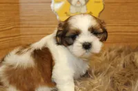 Bailey, a female Shih Tzu for sale in Baltimore, MD – Photo 8 of 10