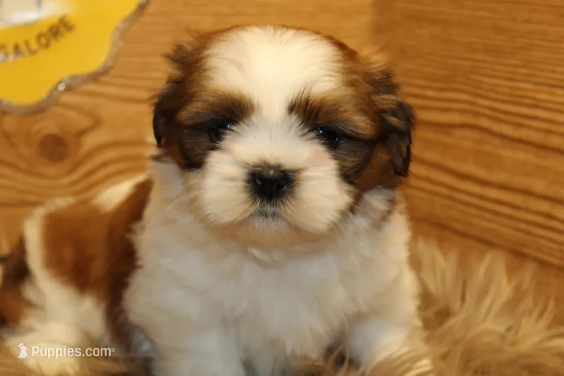 Bailey – Shih Tzu puppy for sale in Baltimore, MD