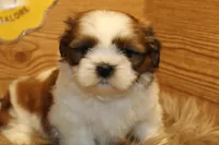 Bailey, a female Shih Tzu for sale in Baltimore, MD – Photo 1 of 10